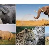 &#127757;Voyage : Où faire les plus beaux safaris africains ? - Mardi 30 mars 2021 11:30-13:00