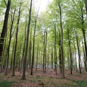 Værløse et la forêt de Ryget