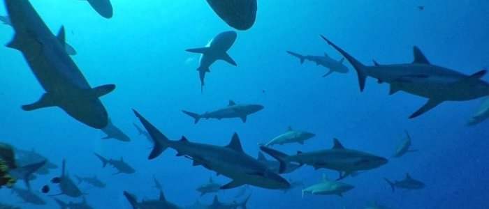 Conférence : Cycle des océans : Histoires de requins