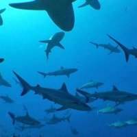 Conférence : Cycle des océans : Histoires de requins - Vendredi 5 mars 2021 20:00-21:30